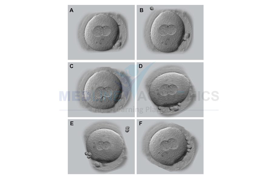 Fellowship in Embryology